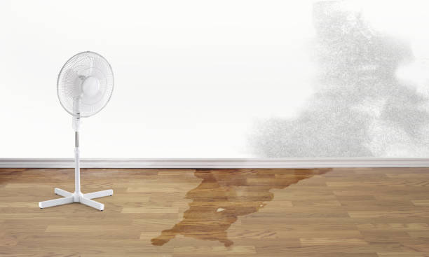 Best Ceiling water damage repair  in Port Orange, FL